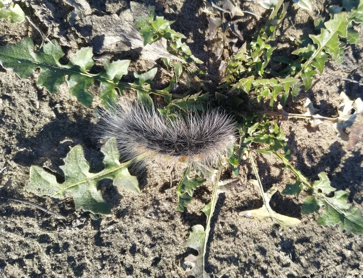 У Дніпропетровській області зафіксували рідкісну пухнасту гусінь