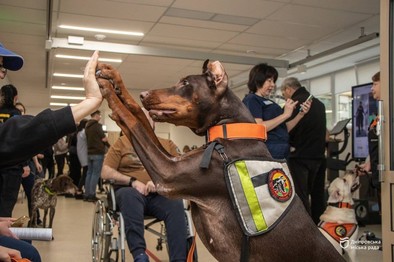 Собака-рятувальниця Ханна пішла з життя: врятувала понад 170 людей