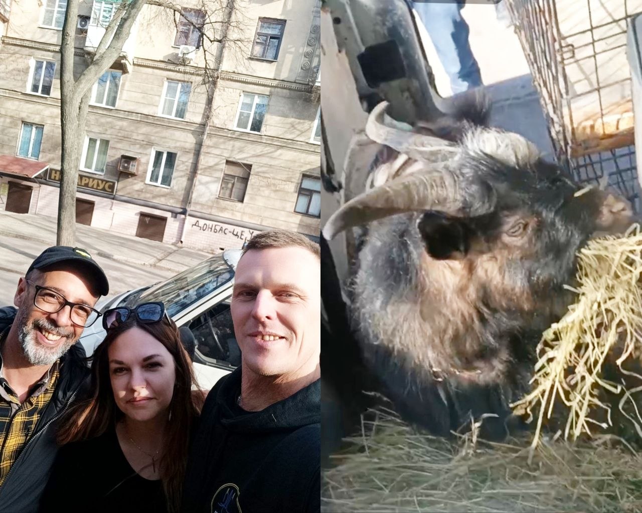 Волонтери з Дніпра евакуювали тварин із Донеччини, серед них козлик Костянтин