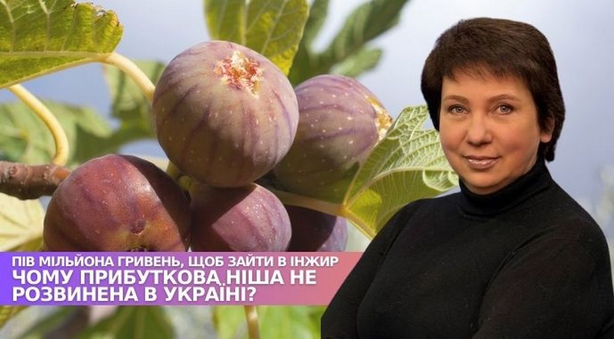 Підприємиця з Кривого Рогу вирощує 100 сортів інжиру