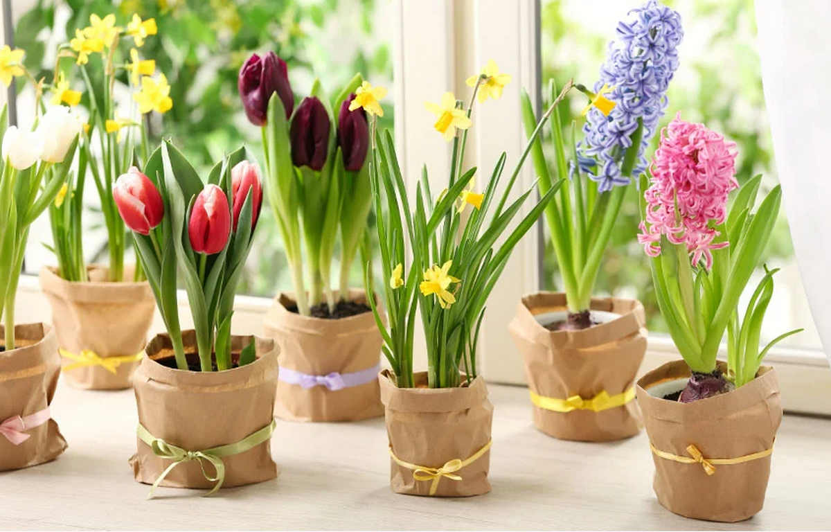 Квіти на підвіконні: які рослини цвітуть навесні