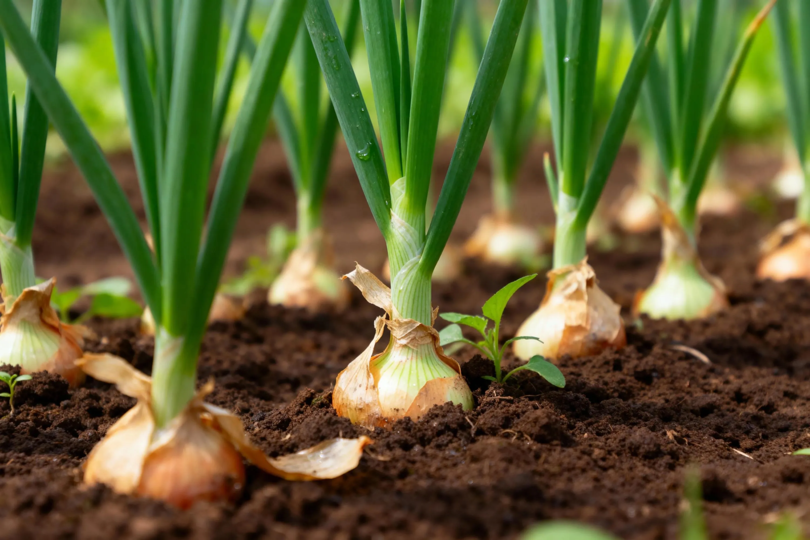 Овочі для весняної посадки: що варто обрати для дніпровських грядок