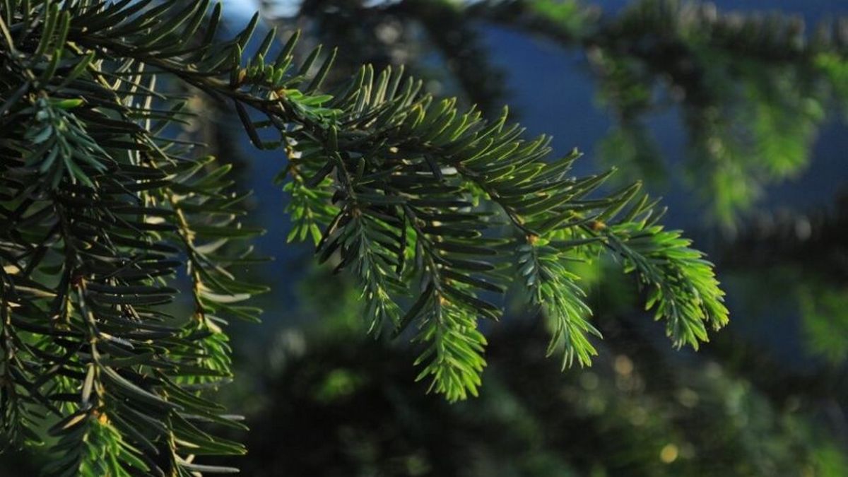 У Дніпропетровській області починається весняна висадка лісу