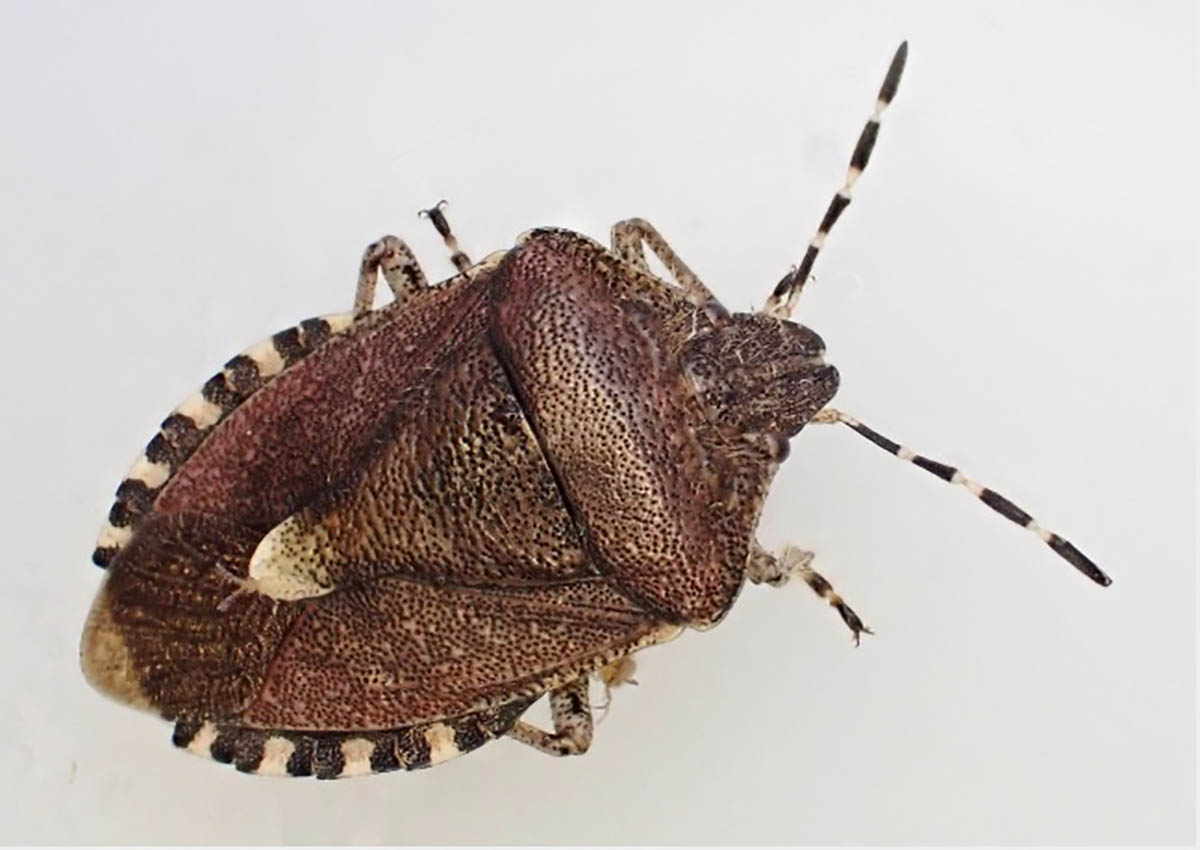 У Дніпрі зросла кількість смердючих клопів у будинках