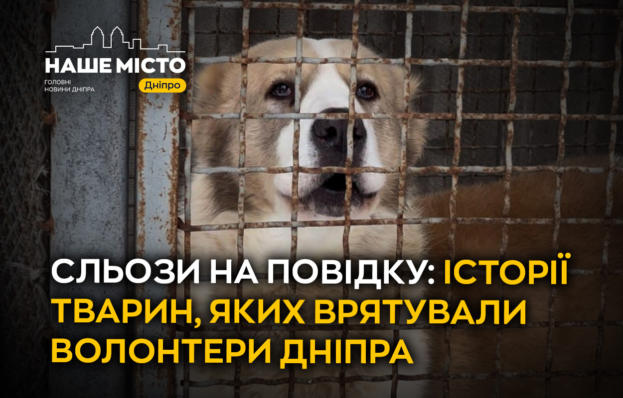 Рятування тварин у Дніпрі: волонтери змінюють життя