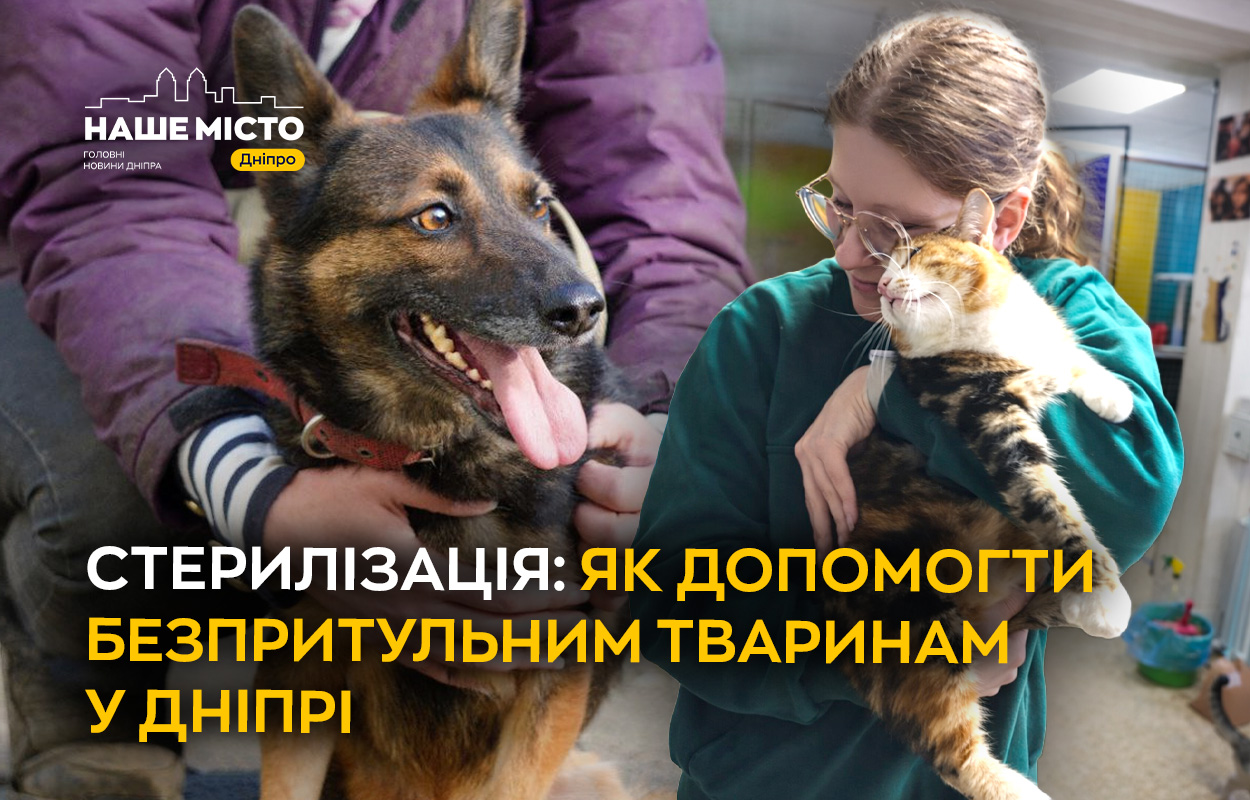 Боротьба з чисельністю безпритульних: стерилізація у Дніпрі