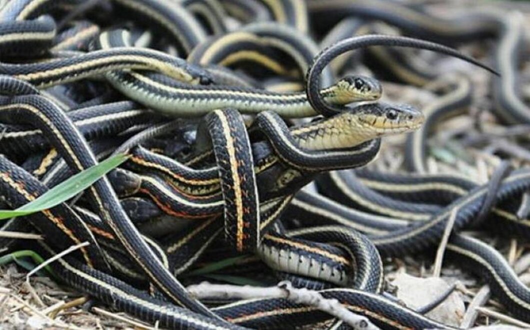 У Дніпропетровській області зросла активність змій
