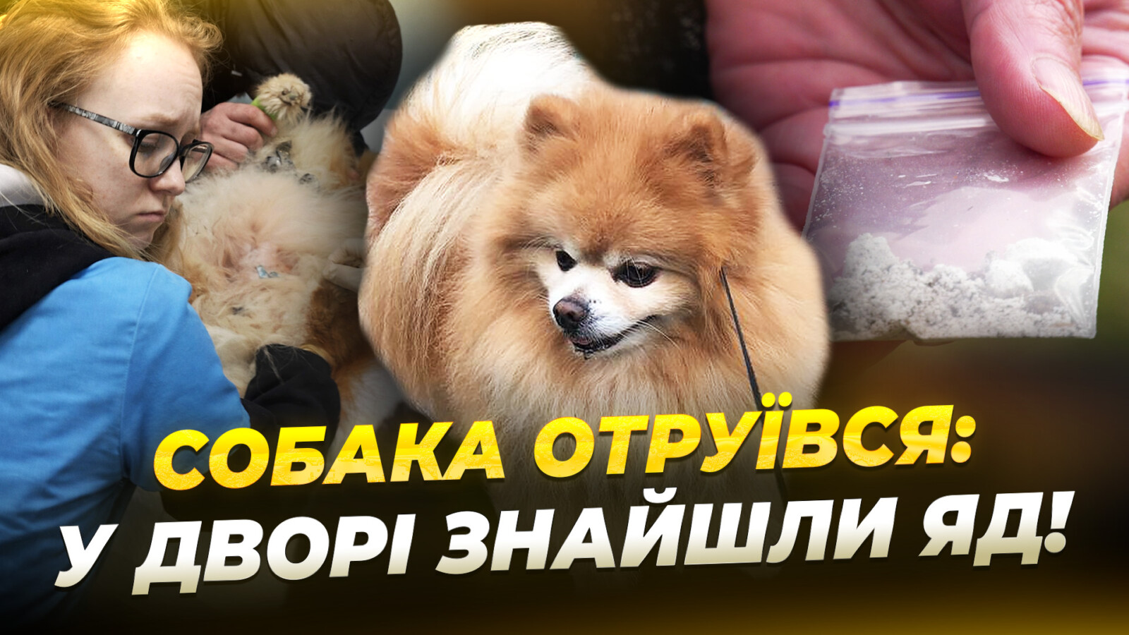 Отрута на масиві Сокіл у Дніпрі: мешканці стурбовані безпекою