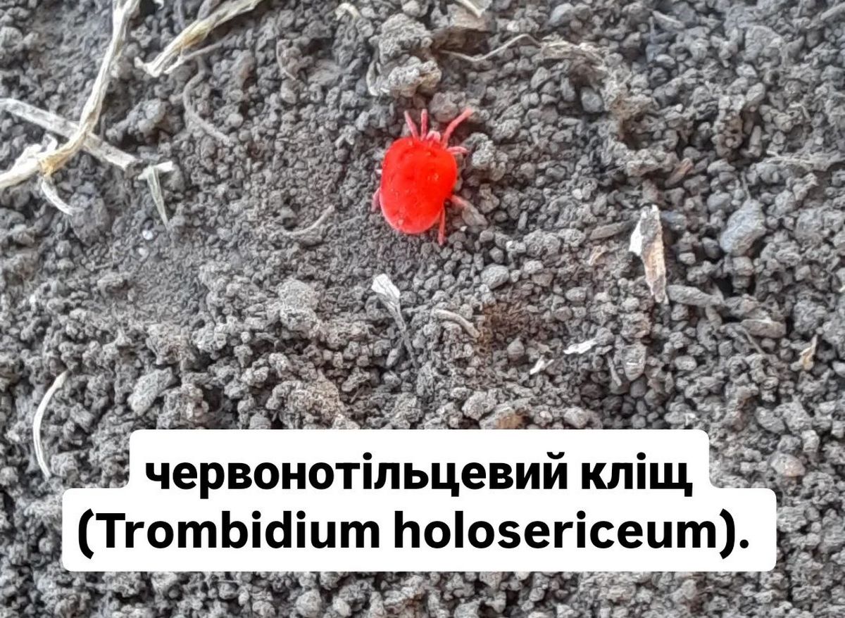 На Дніпропетровщині помітили яскраво-червоних кліщів: що це за комахи