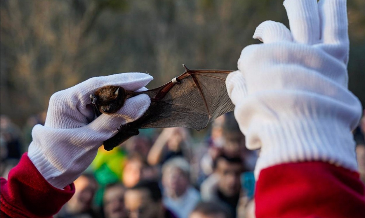 У Дніпрі випустять на волю близько 250 врятованих кажанів