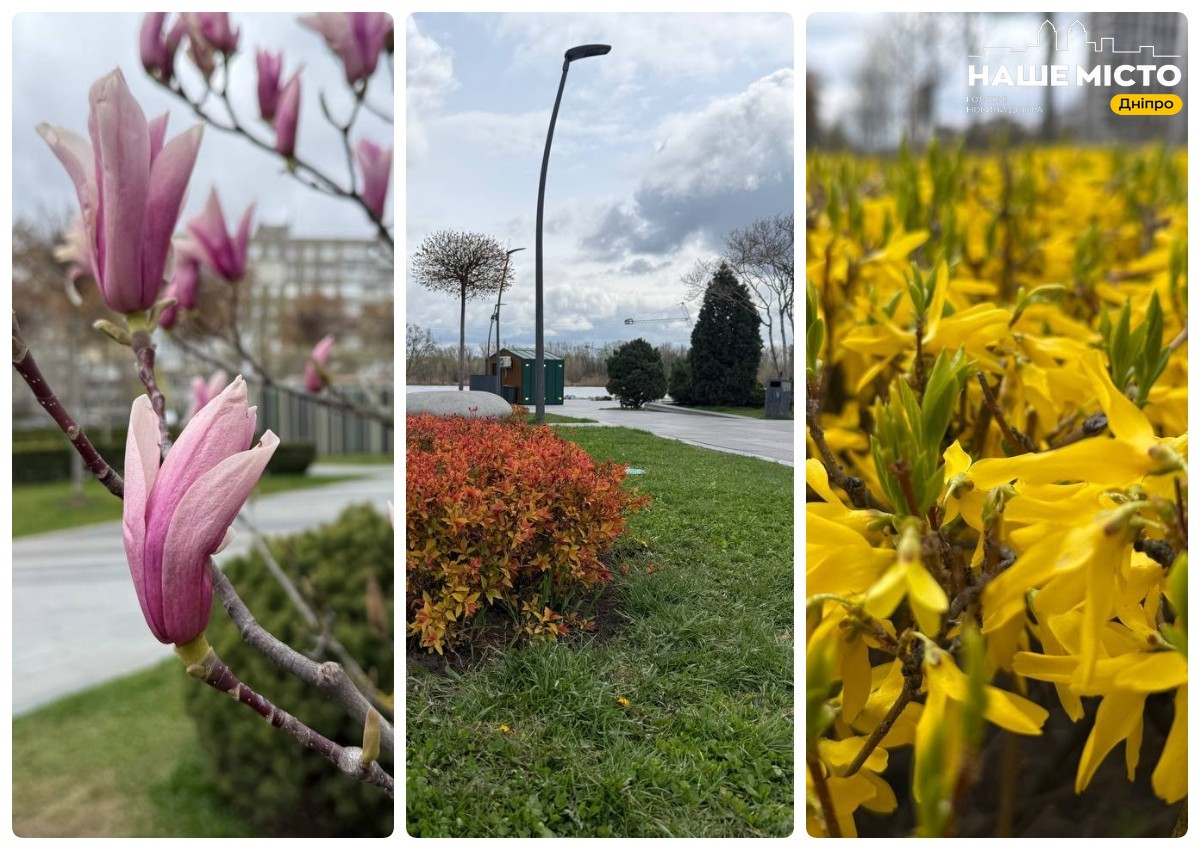 У Дніпрі розквітла форзиція у сквері Прибережному, магнолії зачекали