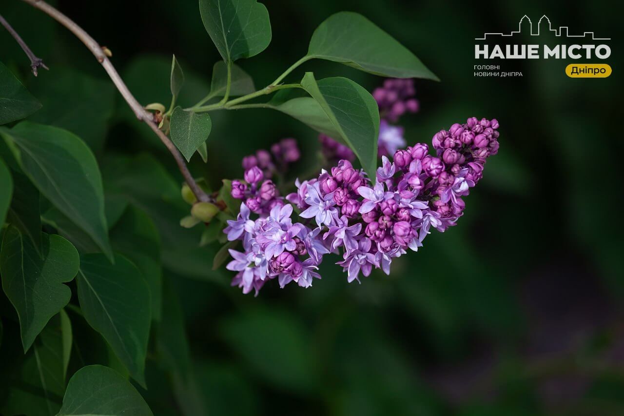 Весняна обрізка: які рослини ризикують не зацвісти