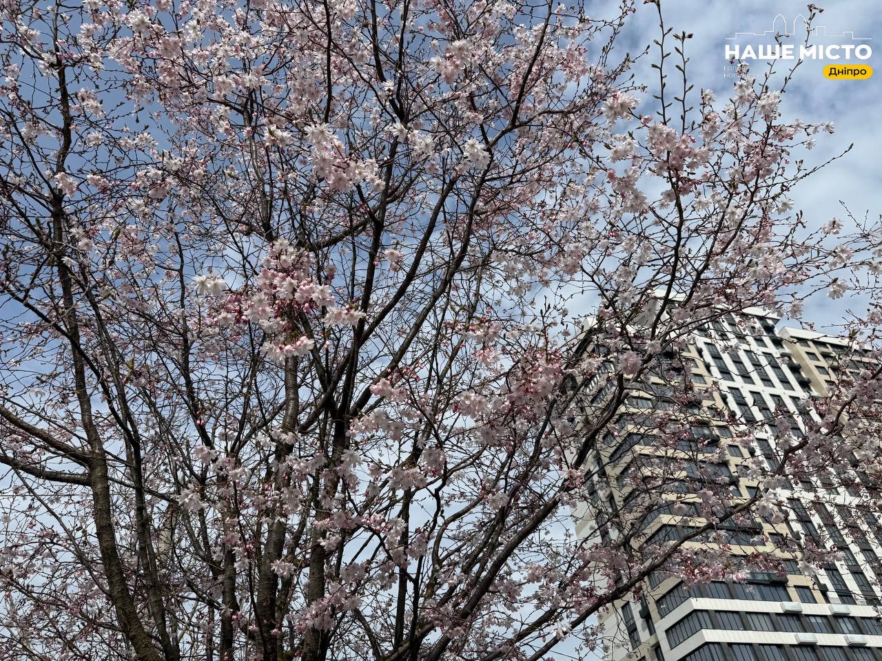 У Дніпрі почалося цвітіння сакур на Набережній Перемоги