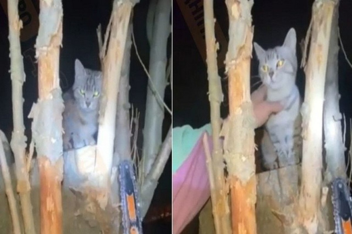 У Дніпрі жінка за 4500 грн замовила альпініста для порятунку кота з дерева