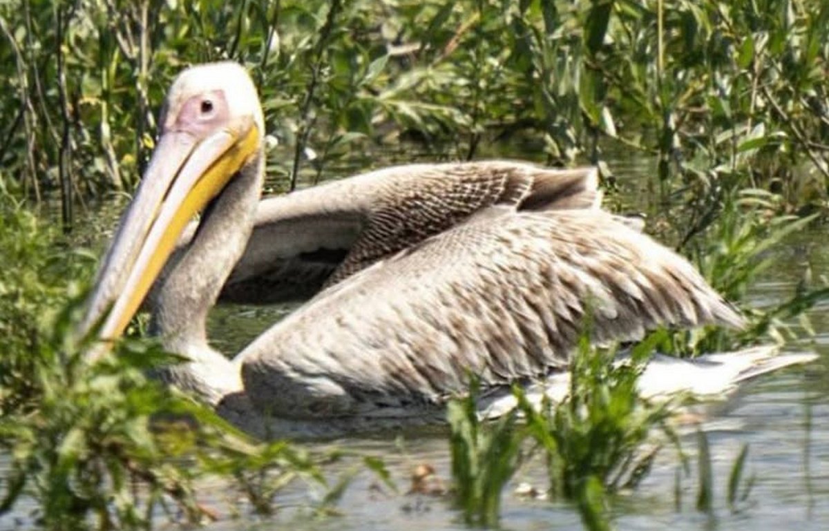 Рожевий пелікан повернувся на Каховське водосховище після 90 років