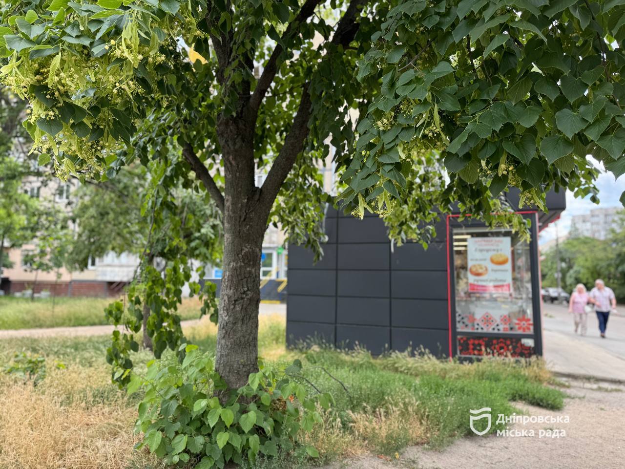 До 1700 грн штрафу за несвоєчасний покіс трави у Дніпрі