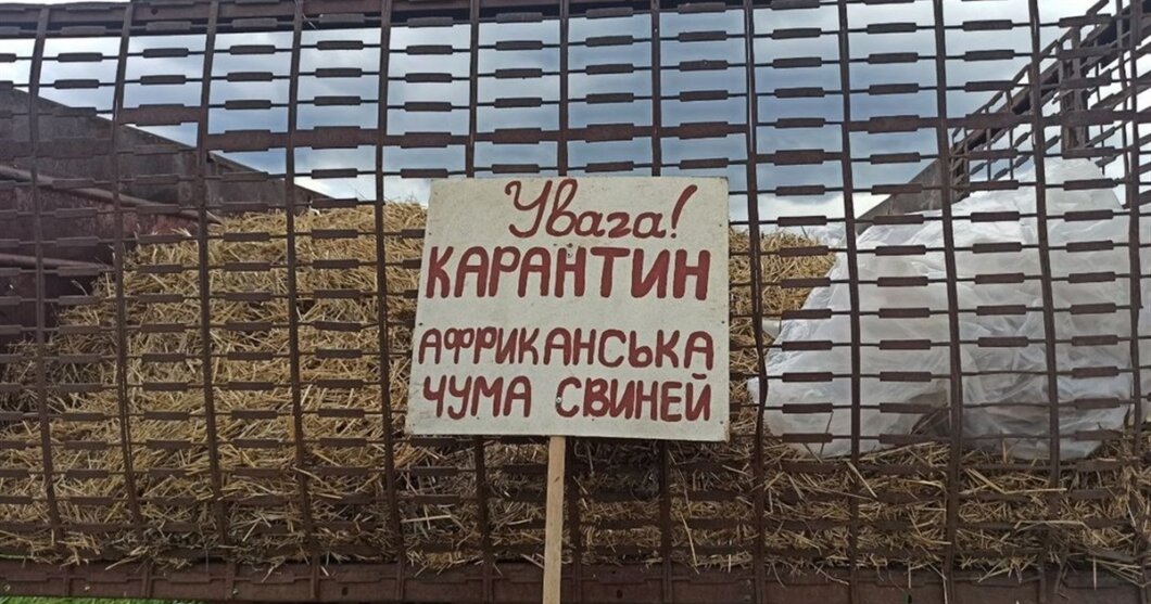Новий спалах африканської чуми свиней зафіксували на Дніпропетровщині